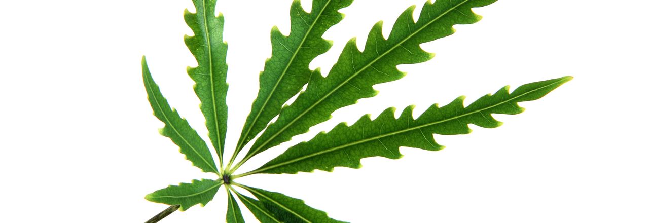 Nyt forskningsprojekt skal undersøge folks erfaring med cannabis som medicin