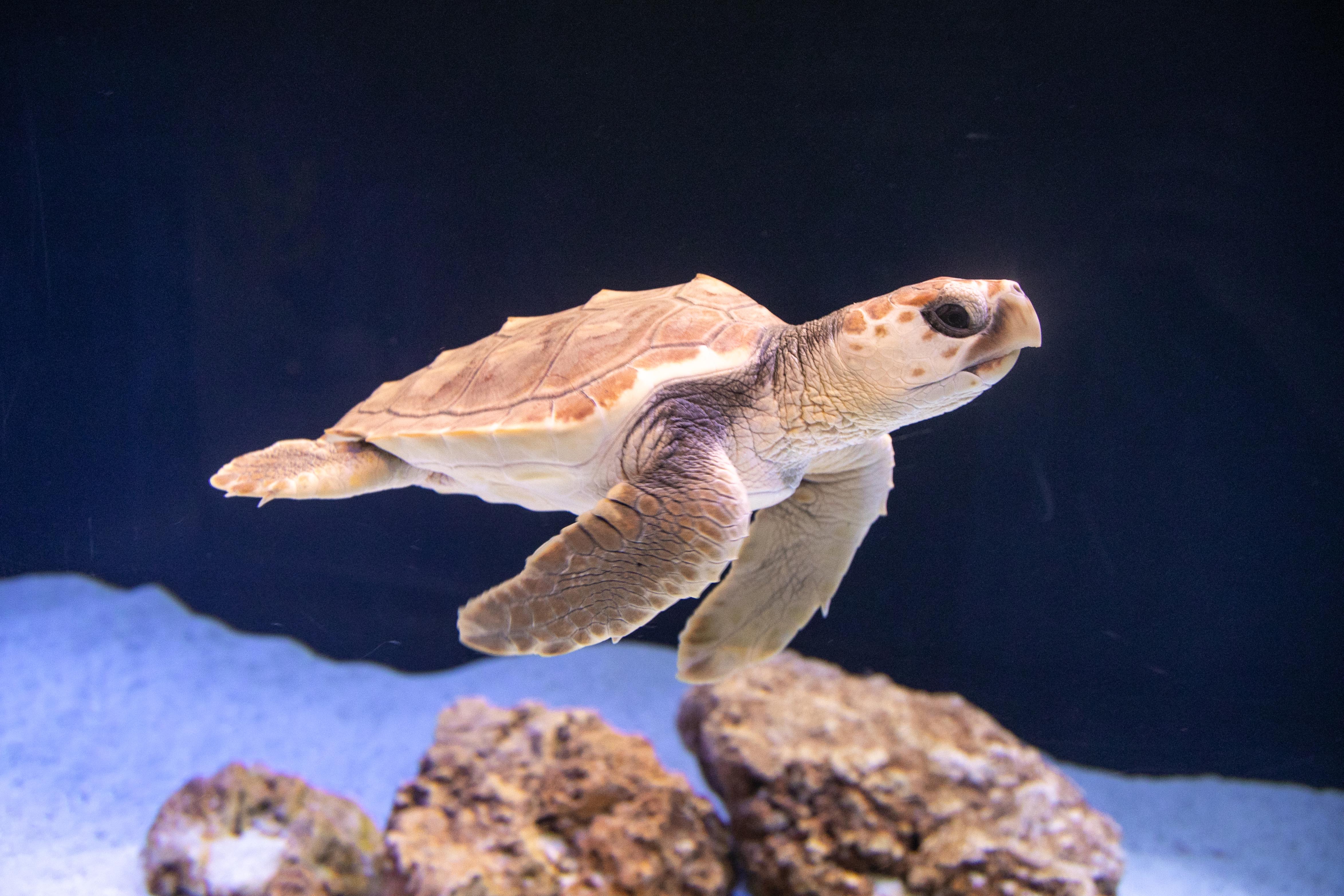 9. marts – Den Blå Planet