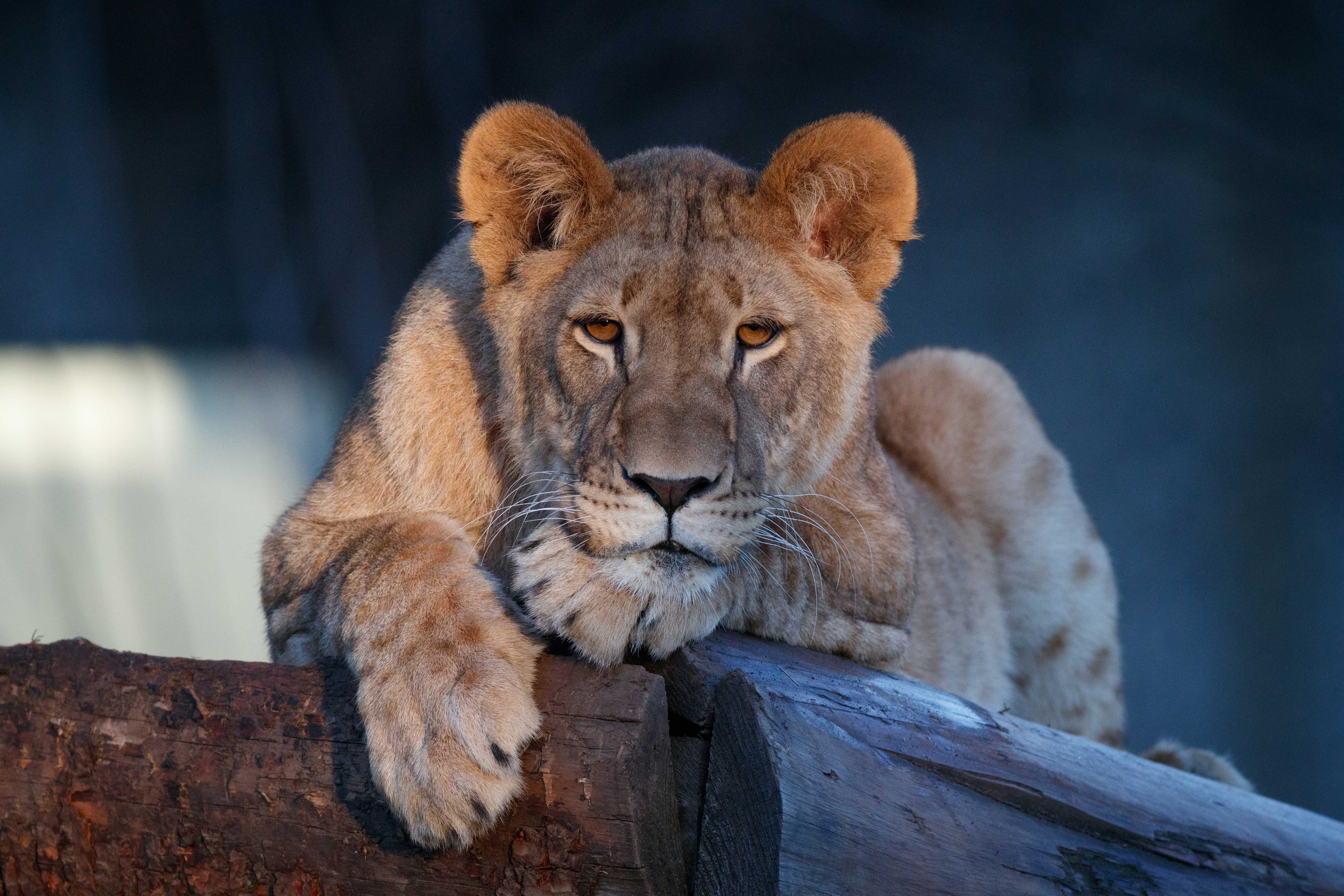 29. august – Rundvisning i Zoo