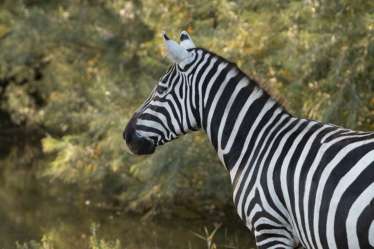 29. august – Jyllands Park Zoo